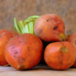 Roots Plants 10 Organic 'Golden Boldor' Beetroot Plants