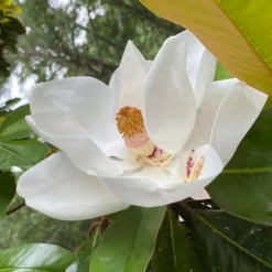 Roots Plants Best Fast Growing Shrubs