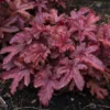 Roots Plants Heucherella 'Red Rover' | 3L Pot Perennials 1 Roots Plants Heucherella 'Red Rover' | 3L Pot Perennials