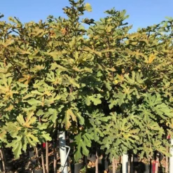 Roots Plants Ice Crystal Fig Tree Fruits