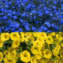 Roots Plants Stand With Ukraine Basket