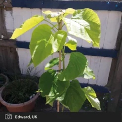 Roots Plants Indian Bean Tree | Catalpa Bignonioides 'Aurea'