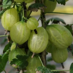 Roots Plants Complete Gooseberry Collection | Red, White & Green