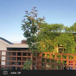 Roots Plants Japanese Cherry Blossom Tree | Prunus Serrulata 'Kanzan'