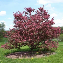 Roots Plants Japanese Crabapple Tree | Malus Floribunda