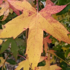 Roots Plants Sweetgum Tree | Liquidambar Styraciflua 'Worplesdon' 14 Roots Plants Sweetgum Tree | Liquidambar Styraciflua 'Worplesdon'