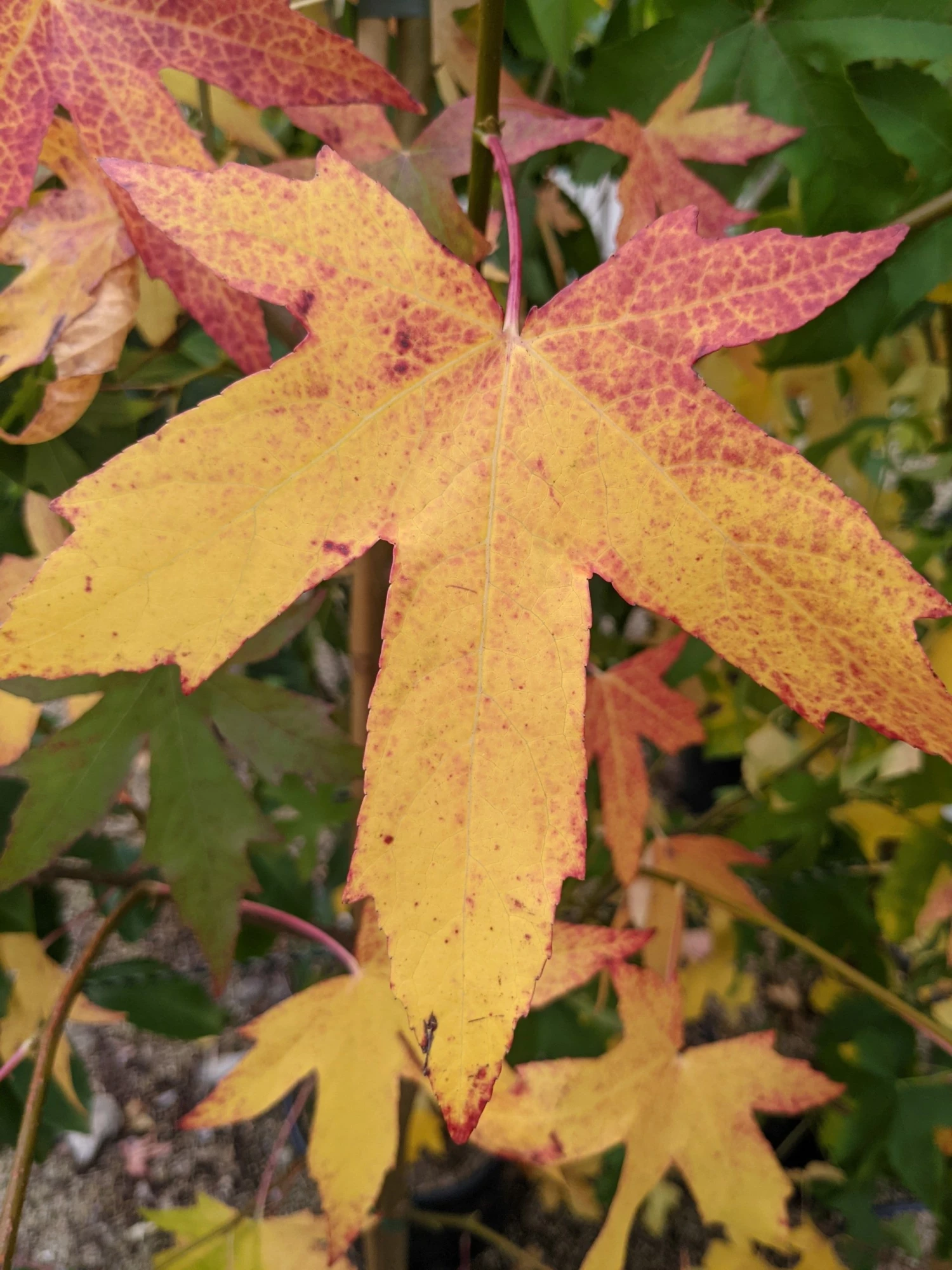 Roots Plants Sweetgum Tree | Liquidambar Styraciflua 'Worplesdon' 8 Roots Plants Sweetgum Tree | Liquidambar Styraciflua 'Worplesdon'