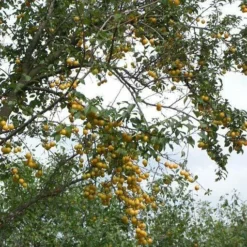Roots Plants Mirabelle De Nancy Plum Tree