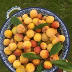Roots Plants Mirabelle De Nancy Plum Tree
