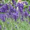 Roots Plants 3x 'Old English Lavender' Plants Perennials