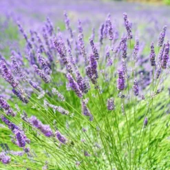 Roots Plants 3x 'Old English Lavender' Plants Perennials