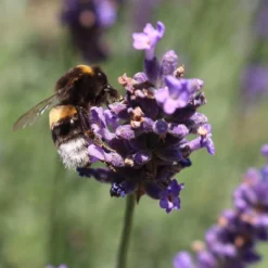 Roots Plants 3x 'Old English Lavender' Plants Perennials