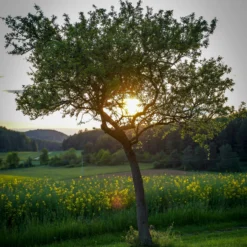 Roots Plants Williams Bon Chrétien Pear Tree Fruits