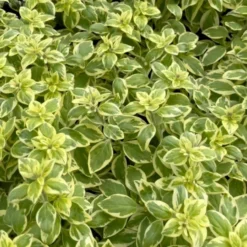 Roots Plants 3 Organic Pineapple Mint Plants Herbs