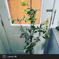 Roots Plants Pink Winter Flowering Cherry Tree | Prunus X Subhirtella 'Autumnalis Rosea' 10 Roots Plants Pink Winter Flowering Cherry Tree | Prunus X Subhirtella 'Autumnalis Rosea'