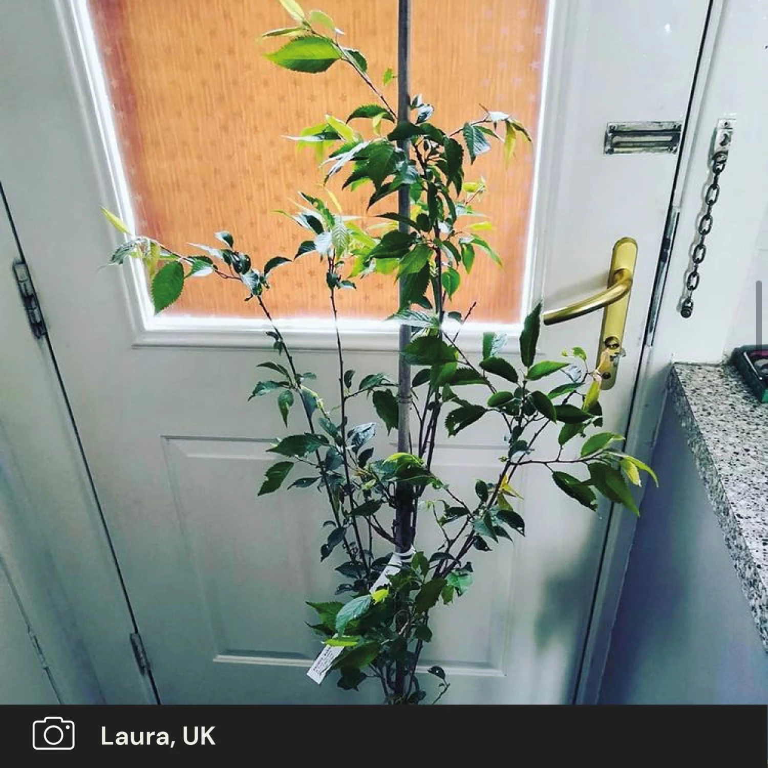 Roots Plants Pink Winter Flowering Cherry Tree | Prunus X Subhirtella 'Autumnalis Rosea' 6 Roots Plants Pink Winter Flowering Cherry Tree | Prunus X Subhirtella 'Autumnalis Rosea'