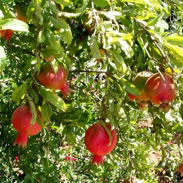Roots Plants Provence Pomegranate Bush Fruits 9 Roots Plants Provence Pomegranate Bush Fruits