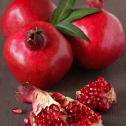 Roots Plants Provence Pomegranate Bush Fruits 18 Roots Plants Provence Pomegranate Bush Fruits