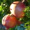 Roots Plants Provence Pomegranate Bush Fruits 2 Roots Plants Provence Pomegranate Bush Fruits