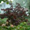 Roots Plants Purple Corkscrew Hazel | Corylus Avellana 'Red Majestic'