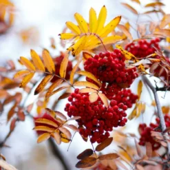 Roots Plants Mountain Ash Rowan Tree | Sorbus Aucuparia Trees & Shrubs