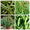Roots Plants 15 Best Runner Bean Plants Collection | Growers Choice Peas & Beans