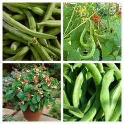 Roots Plants 15 Best Runner Bean Plants Collection | Growers Choice Peas & Beans