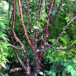 Roots Plants Multi Stem Tibetan Cherry Tree | Prunus Serrula