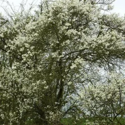 Roots Plants Fruits Shropshire Prune Damson Tree