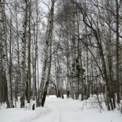 Roots Plants Silver Birch Tree | Betula Pendula Trees & Shrubs