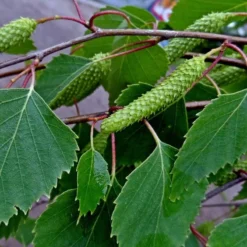 Roots Plants Silver Birch Tree | Betula Pendula Trees & Shrubs