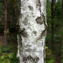 Roots Plants Silver Birch Tree | Betula Pendula Trees & Shrubs