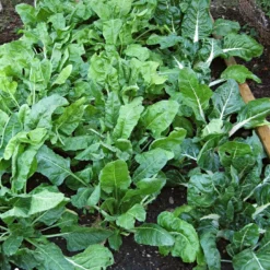 Roots Plants Brassicas & Leafy Greens 10 Organic 'Perpetual' Spinach Plants