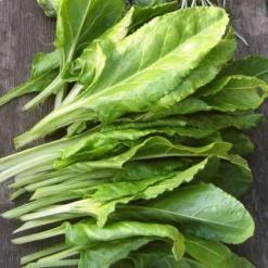 Roots Plants Brassicas & Leafy Greens 10 Organic 'Perpetual' Spinach Plants