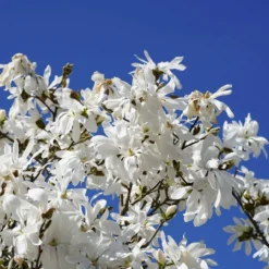 Roots Plants Trees & Shrubs Magnolia 'Stellata' | 9cm Pot