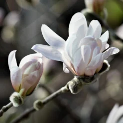Roots Plants Trees & Shrubs Magnolia 'Stellata' | 9cm Pot