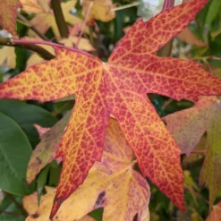 Roots Plants Sweetgum Tree | Liquidambar Styraciflua 'Worplesdon' 13 Roots Plants Sweetgum Tree | Liquidambar Styraciflua 'Worplesdon'