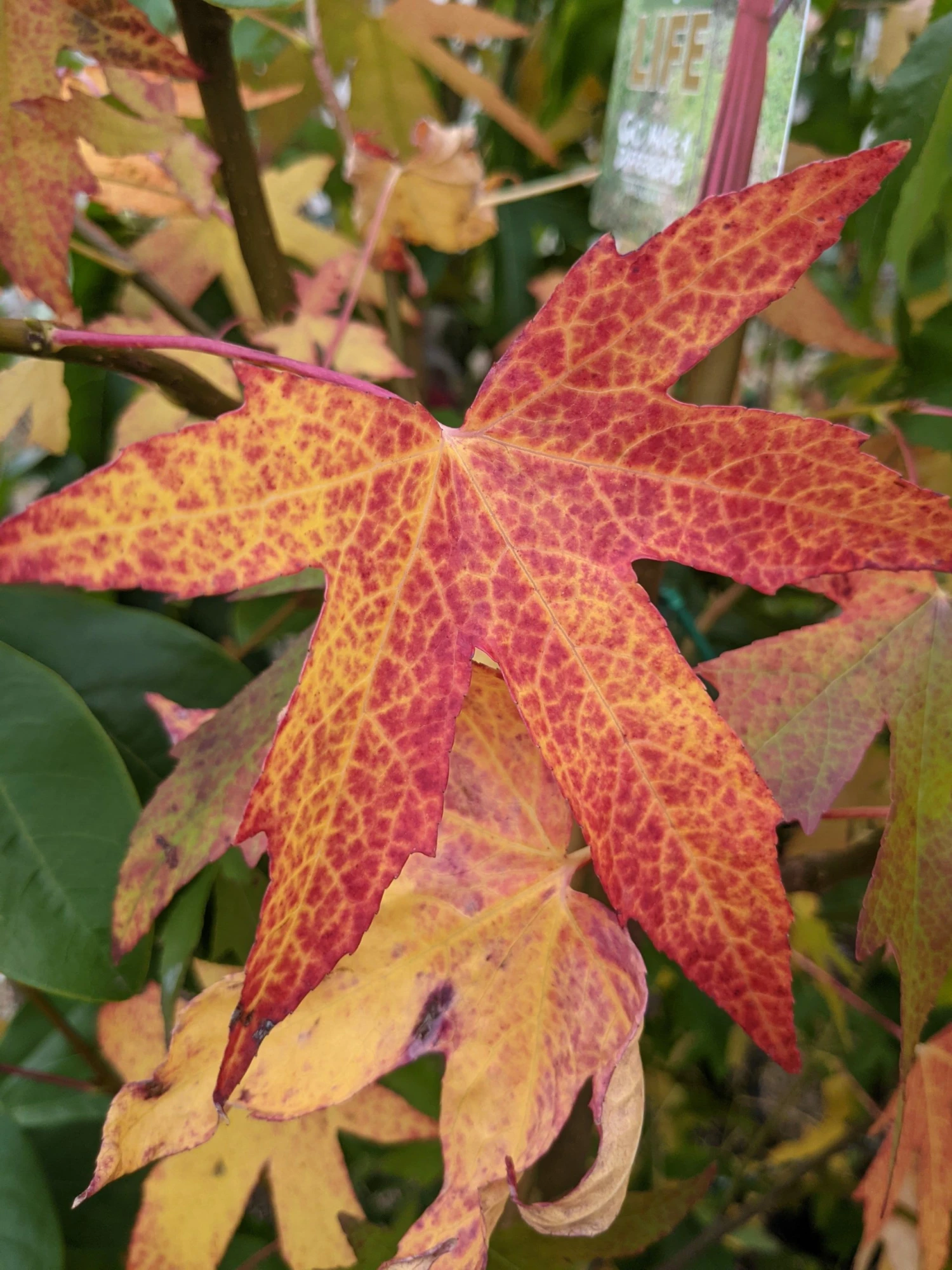 Roots Plants Sweetgum Tree | Liquidambar Styraciflua 'Worplesdon' 7 Roots Plants Sweetgum Tree | Liquidambar Styraciflua 'Worplesdon'