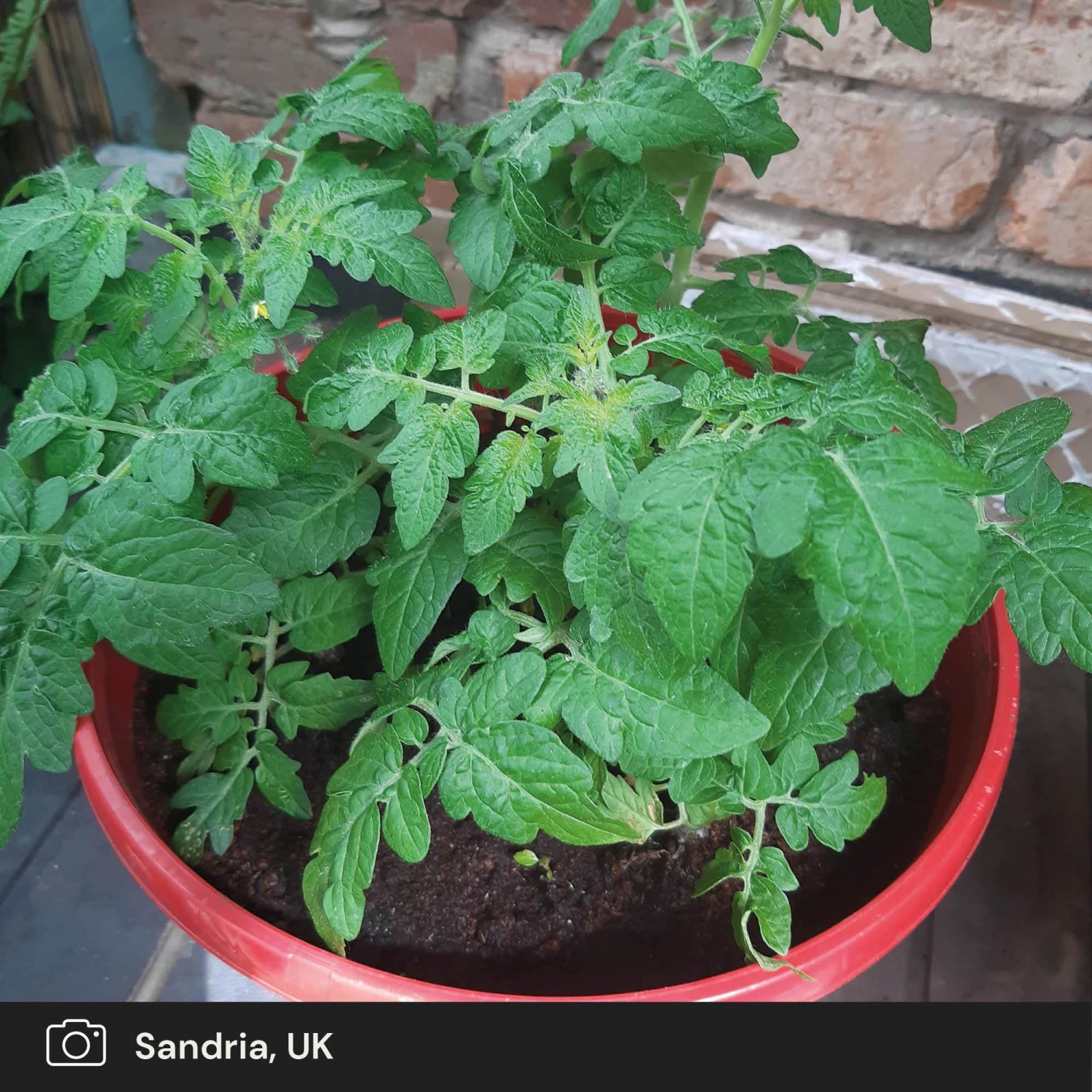 Roots Plants 5 Organic 'Tiny Tim' Tomato Plants Salad Plants 8 Roots Plants 5 Organic 'Tiny Tim' Tomato Plants Salad Plants