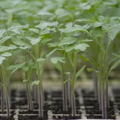 Roots Plants Salad Plants 5 Organic 'Golden Sunrise' Tomato Plants 14 Roots Plants Salad Plants 5 Organic 'Golden Sunrise' Tomato Plants