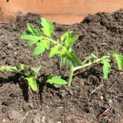 Roots Plants Salad Plants 15 Organic Colourful Tomato Plants