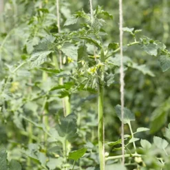 Roots Plants 5 Organic 'Yellow Pear' Tomato Plants