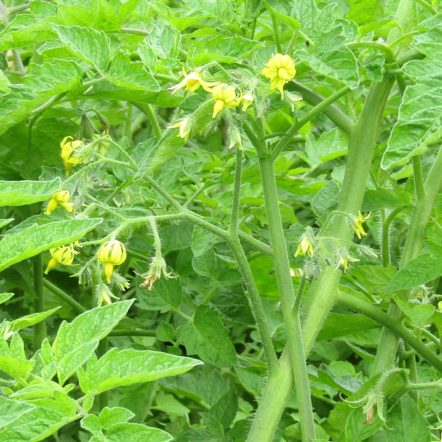 Roots Plants Salad Plants 5 Organic 'Golden Sunrise' Tomato Plants 10 Roots Plants Salad Plants 5 Organic 'Golden Sunrise' Tomato Plants