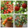 Roots Plants 15 Best Tomato Plants Collection | Growers Choice
