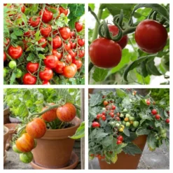 Roots Plants 15 Best Tomato Plants Collection | Growers Choice