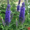Roots Plants Perennials Veronica 'Moody Blues Sky Blue' 3L Pot