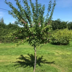 Roots Plants Fruits Victoria Plum Tree