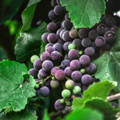 Roots Plants 90cm 'Strawberry' Grape Vine | 3L Pot Fruits