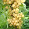 Roots Plants White Versailles' Whitecurrant Plant Fruits
