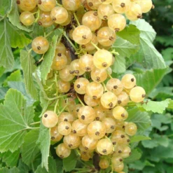 Roots Plants White Versailles' Whitecurrant Plant Fruits